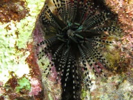 20 Banded Urchin with Anal Sack  IMG 2192.JPG